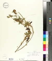 Cuscuta campestris image