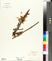 Cuscuta campestris image