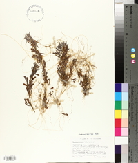 Cuscuta campestris image