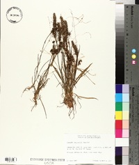 Cuscuta campestris image