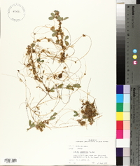 Cuscuta campestris image