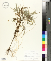 Cuscuta compacta image