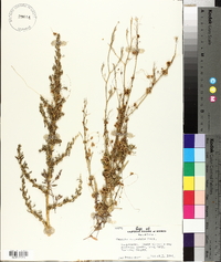 Cuscuta campestris image