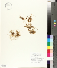 Cuscuta campestris image