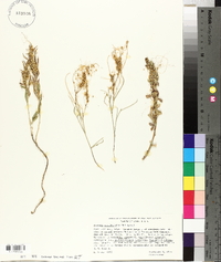 Cuscuta californica image