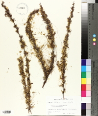 Cuscuta californica image