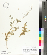 Cuscuta leptantha image