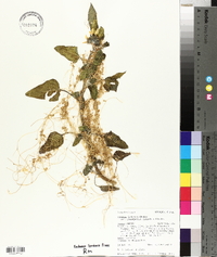 Cuscuta indecora image