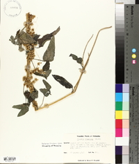 Cuscuta indecora image