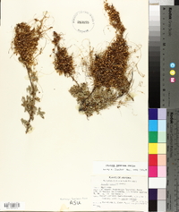 Cuscuta indecora image