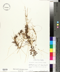 Cuscuta gronovii image