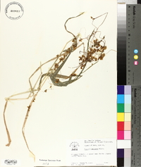 Cuscuta gronovii image