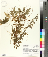 Cuscuta gronovii image