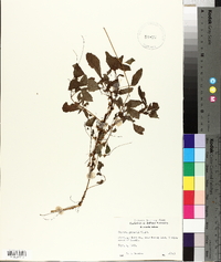 Cuscuta gronovii image