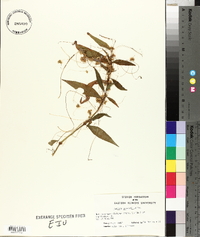 Cuscuta gronovii image