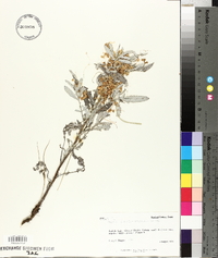 Cuscuta glabrior image