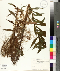 Cuscuta epithymum image