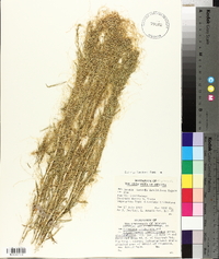 Cuscuta denticulata image