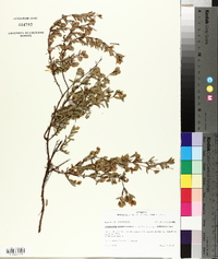 Hypericum hypericoides subsp. hypericoides image