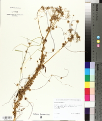 Cuscuta europaea image