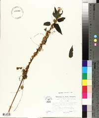 Cuscuta europaea image