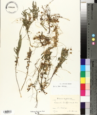 Cuscuta epithymum image