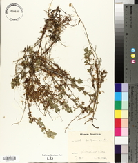 Cuscuta epithymum image