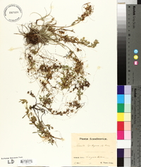 Cuscuta epithymum image