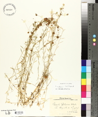 Cuscuta epilinum image