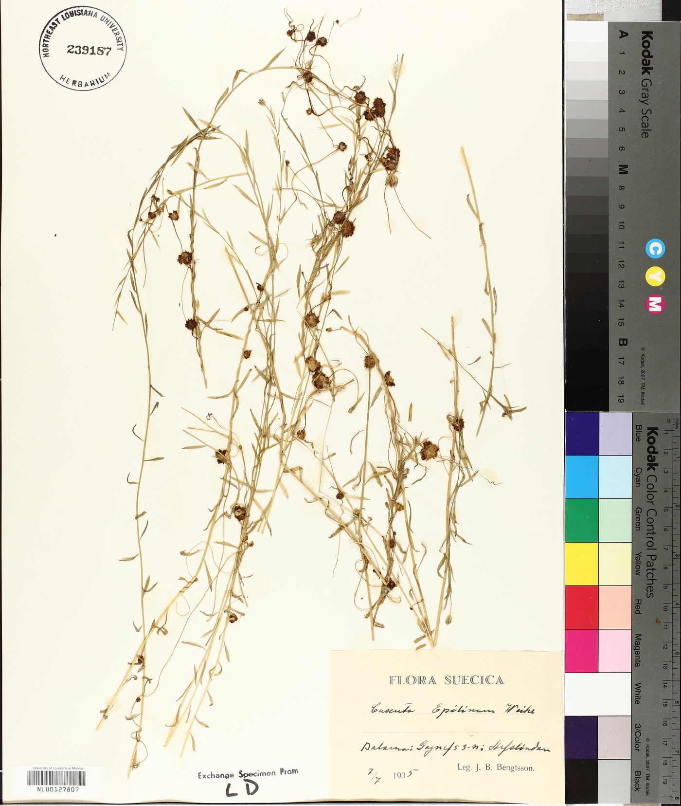 Cuscuta epilinum image