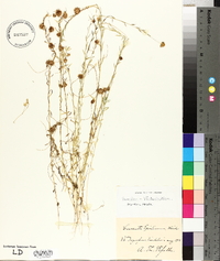 Cuscuta epilinum image