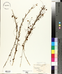 Cuscuta epilinum image