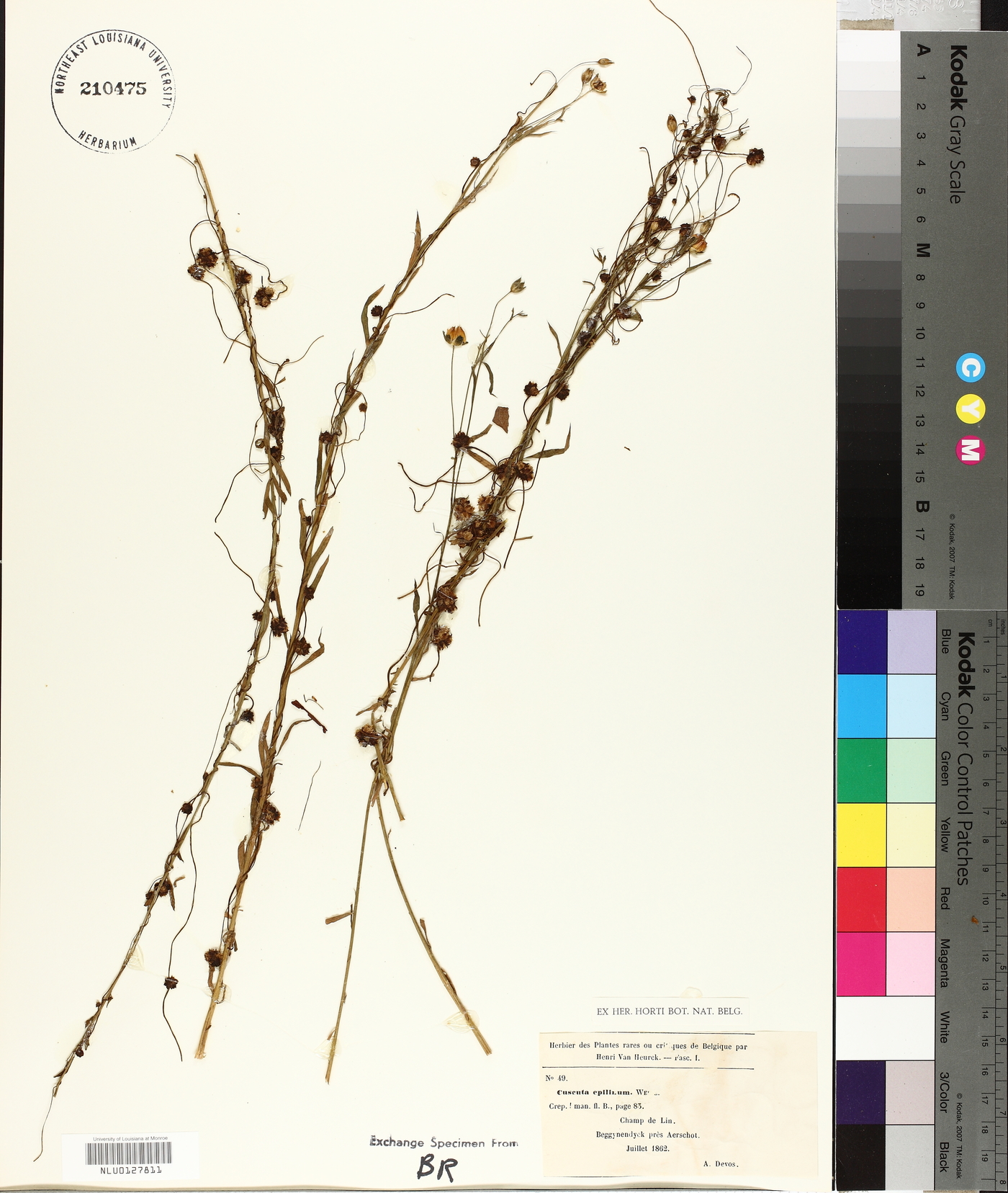 Cuscuta epilinum image