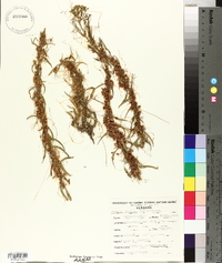 Cuscuta glabrior image