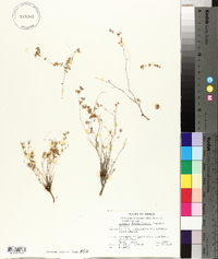 Cuscuta desmouliniana image