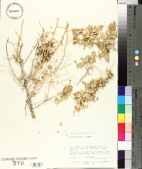 Cuscuta salina image