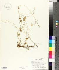 Cuscuta rostrata image