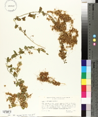 Cuscuta pentagona image