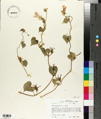 Ipomoea purpurea image