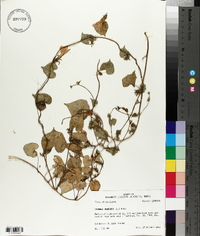 Ipomoea purpurea image