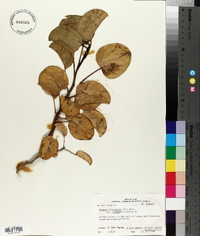 Ipomoea brasiliensis image