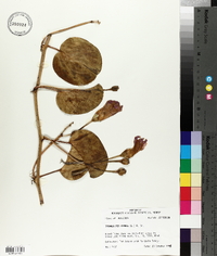 Ipomoea pes-caprae image