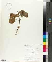 Ipomoea brasiliensis image