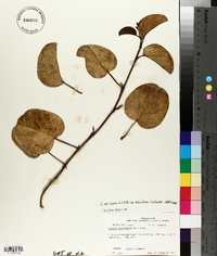 Ipomoea pes-caprae image