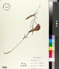 Ipomoea sagittata image