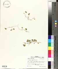 Dichondra carolinensis image