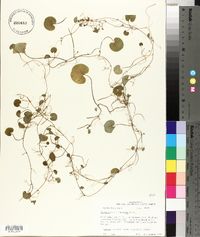 Dichondra carolinensis image