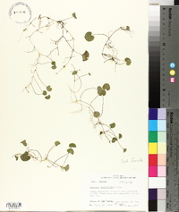 Dichondra carolinensis image