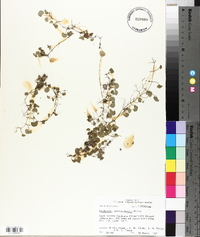 Dichondra carolinensis image