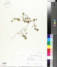 Dichondra carolinensis image